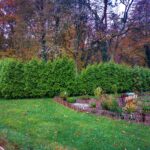 Thujahecke vor dem Abriss