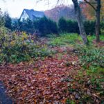 Waldgarten vor dem Umbau