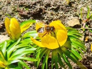 Schwebfliege auf Winterling