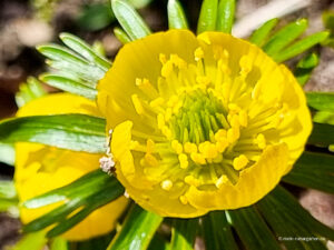gelber Winterling in Blüte