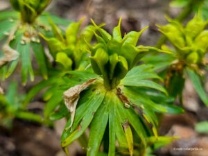 Samen der Winterlinge