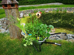 Teich-Wasserpflanzen