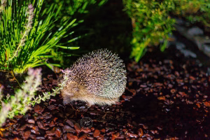 Igel im Garten