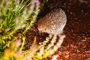 Igel im Garten