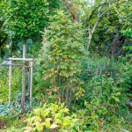 WALDGARTEN - hier standen früher Thujas