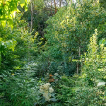 WALDGARTEN - ein Blick ins Innere August 2025