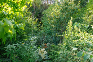WALDGARTEN - ein Blick ins Innere August 2025