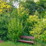 WALDGARTEN dicht bewachsen August 2025