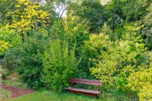 Waldgarten vom Garten aus August 2025