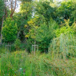 WALDGARTEN - ein Traum im August 2025