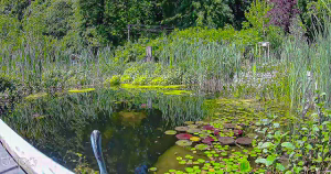 Wassergarten