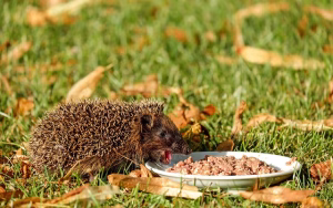 Igel beim Fressen