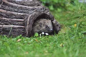 Igel Korb