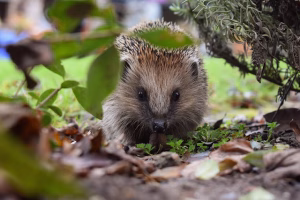 Igel in Hecke