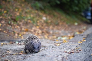 Igel Straße
