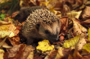 Igel Herbst