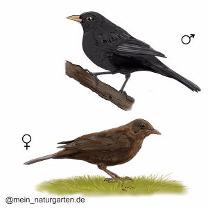 Amsel
