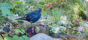 Amsel im Bach