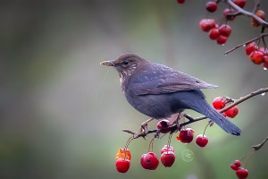Amsel Weibchen