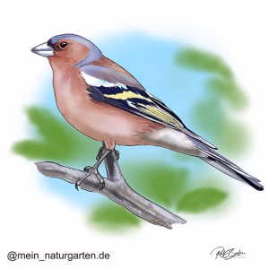 Buchfink Illustration